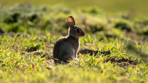 A young rabbit sitting in a grassy field with the sunshine highlighting its outline